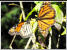 Monarch-Schmetterlinge fliegen von Kanada nach Mexico und berwintern in 3000 m Hhe