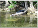 alle in den Everglades lebenden Tiere sind geschtzt