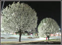 Baumblte in Savannah - Georgia;  die Bume sehen abends aus wie verschneit