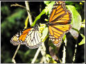 Monarch-Schmetterlinge fliegen von Kanada nach Mexico und überwintern in 3000 m Höhe